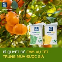 Yara Vietnam Ltd. 11