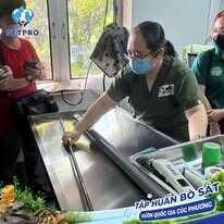 Bệnh Viện Thú Y Pet-Pro 6