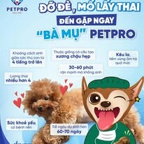 Bệnh Viện Thú Y Pet-Pro 16