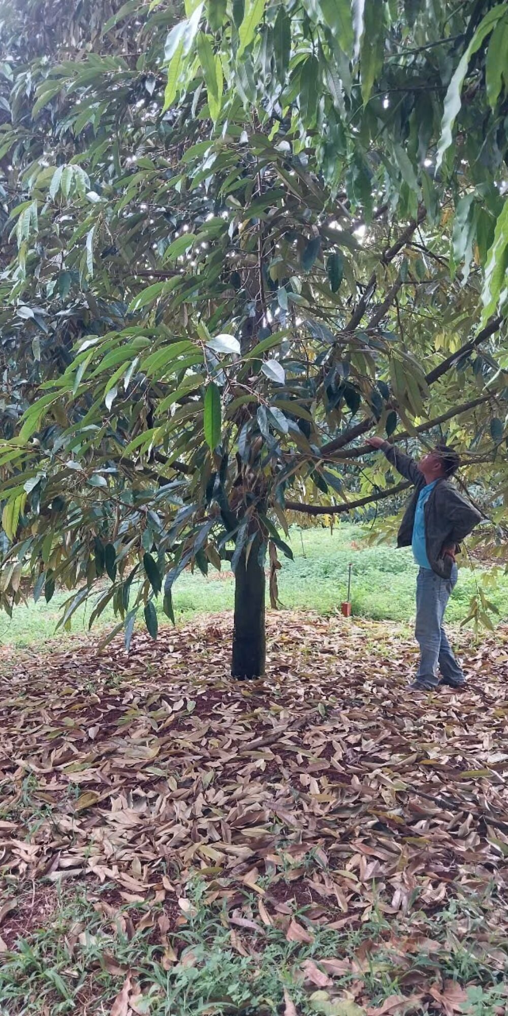 Phân Bón Huỳnh Lâm 5