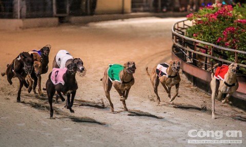 Đua Chó Xuân Thành 2