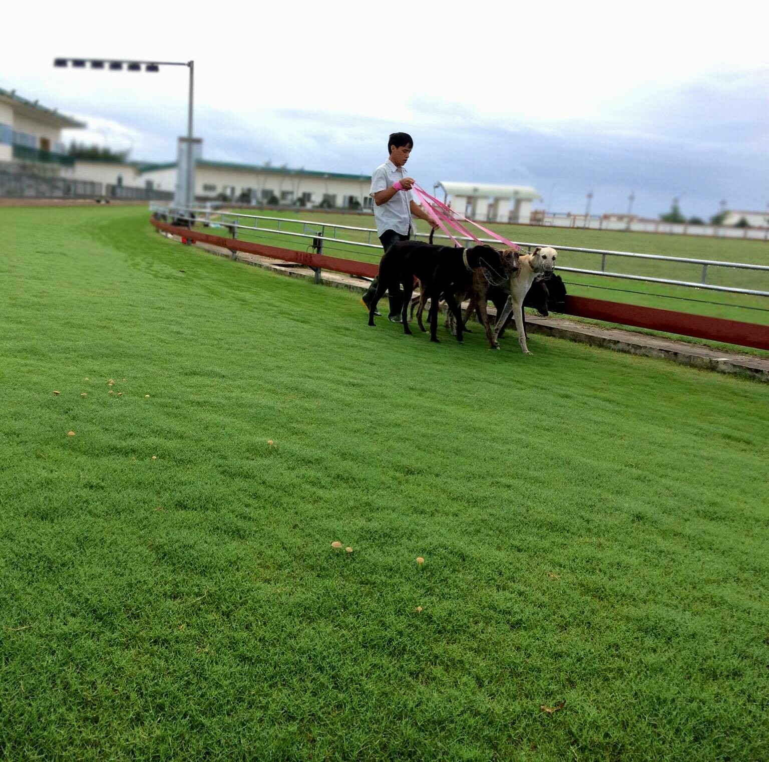 Đua Chó Xuân Thành 4