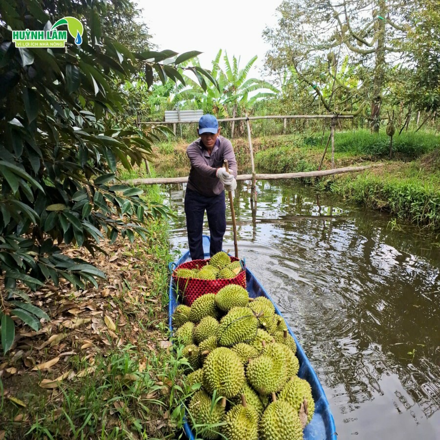 Phân Bón Huỳnh Lâm 11
