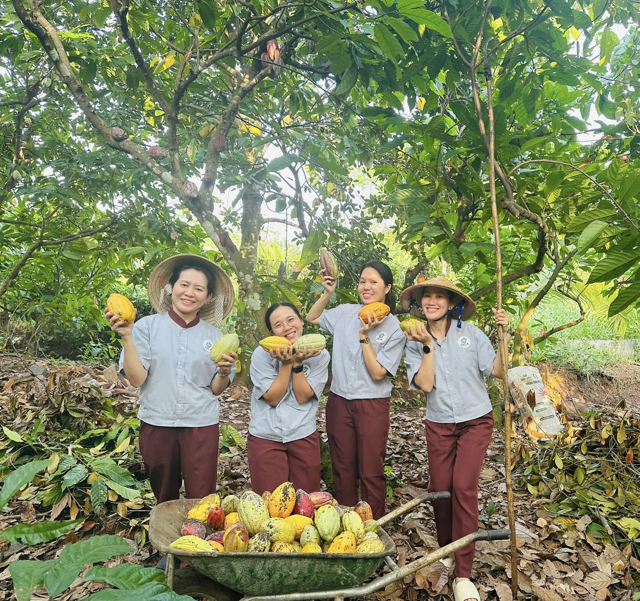 Thương Mại - Dịch Vụ Sản Xuất Ca Cao Thành Đạt 2