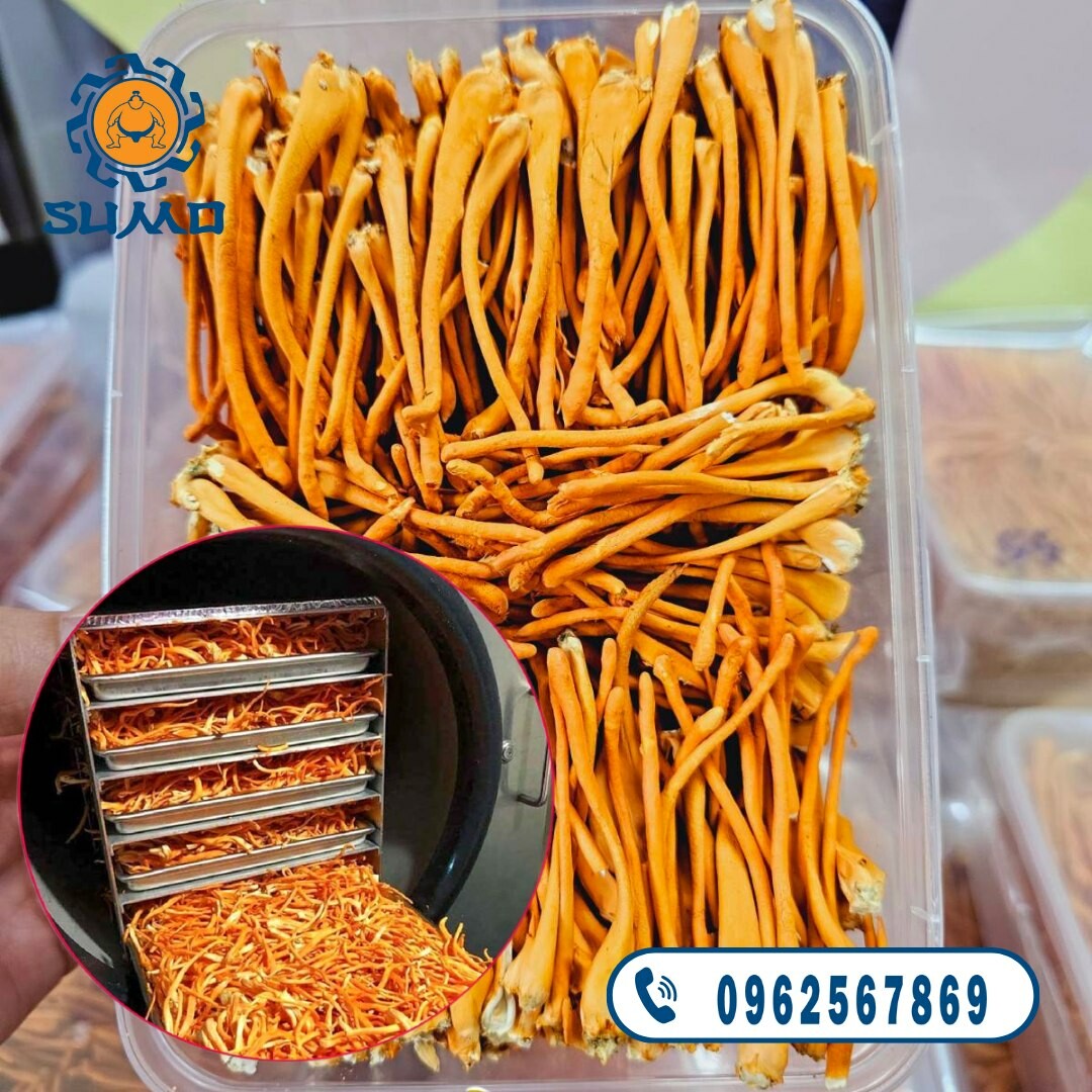 SuMo Nhật Việt 1