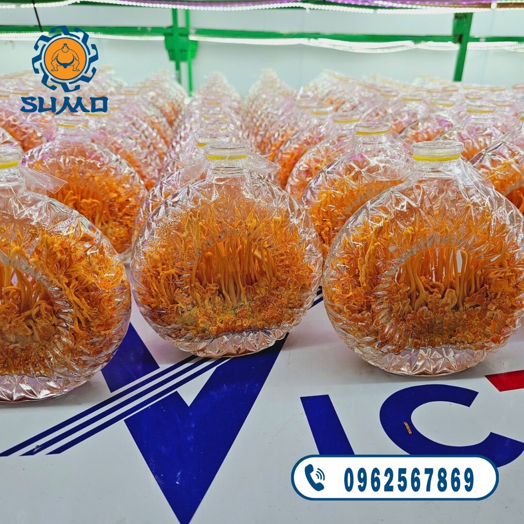 SuMo Nhật Việt 6