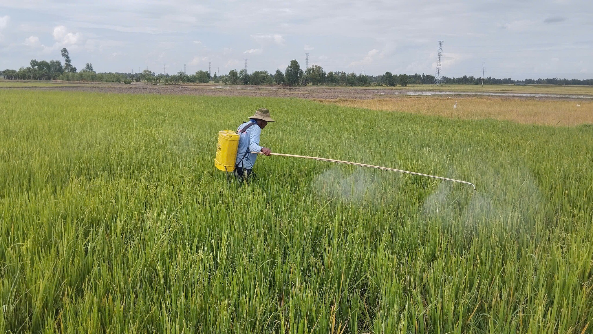 SINH HỌC NÔNG NGHIỆP HAI LÚA VÀNG 3