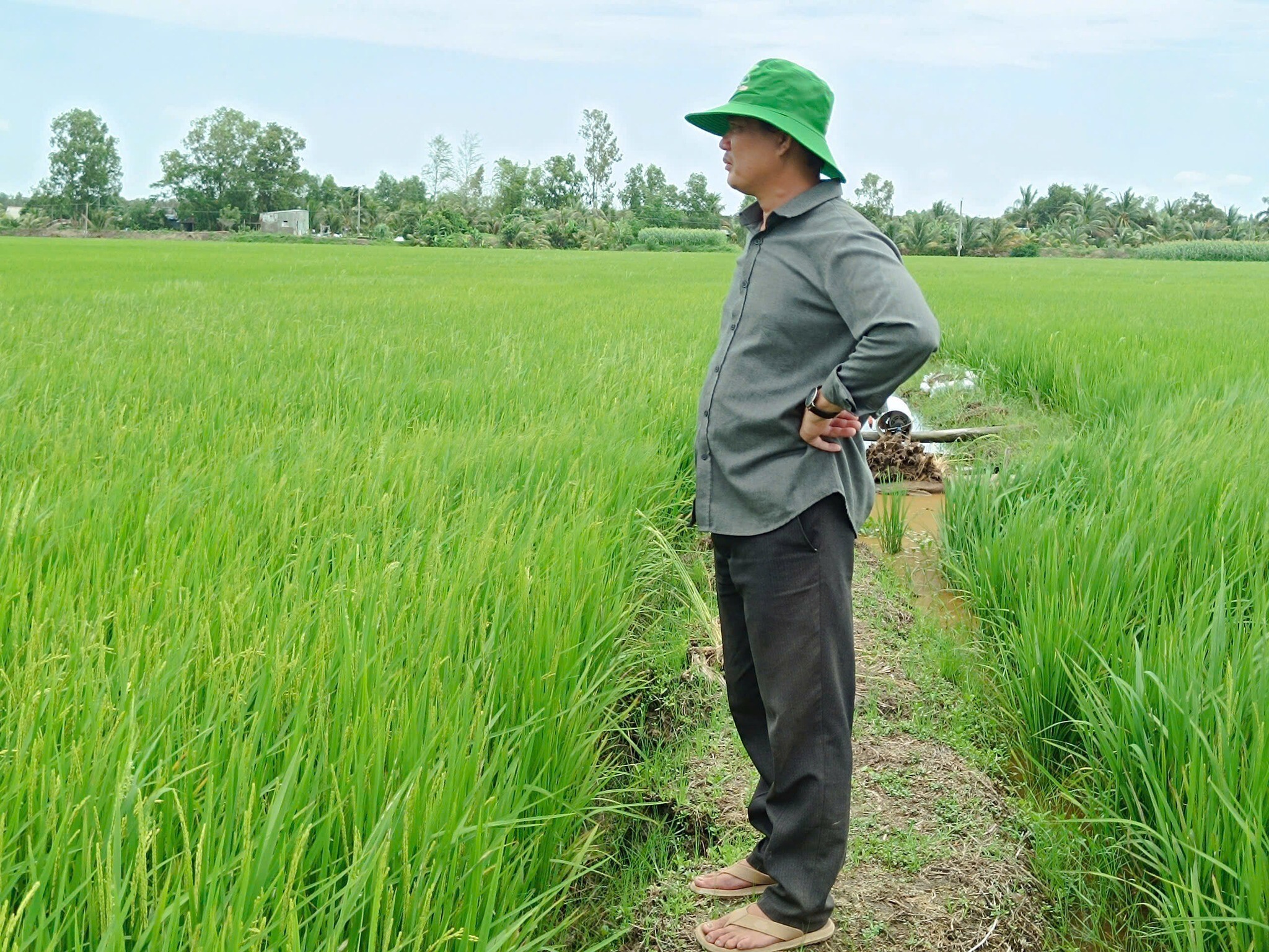 SINH HỌC NÔNG NGHIỆP HAI LÚA VÀNG 4