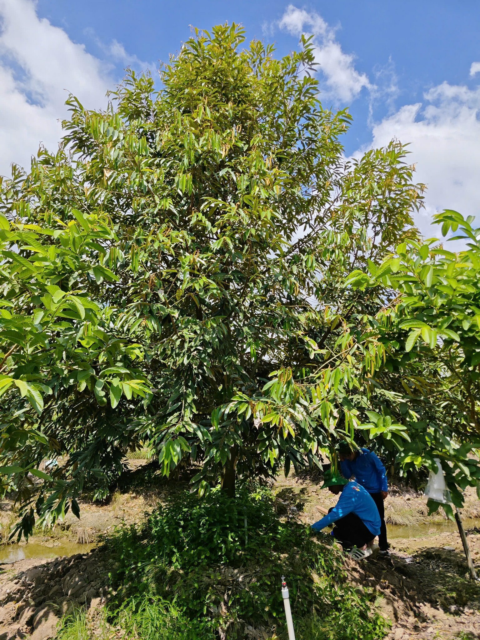 SINH HỌC NÔNG NGHIỆP HAI LÚA VÀNG 7