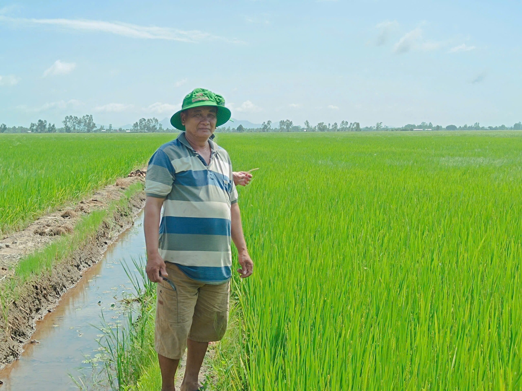 SINH HỌC NÔNG NGHIỆP HAI LÚA VÀNG 5