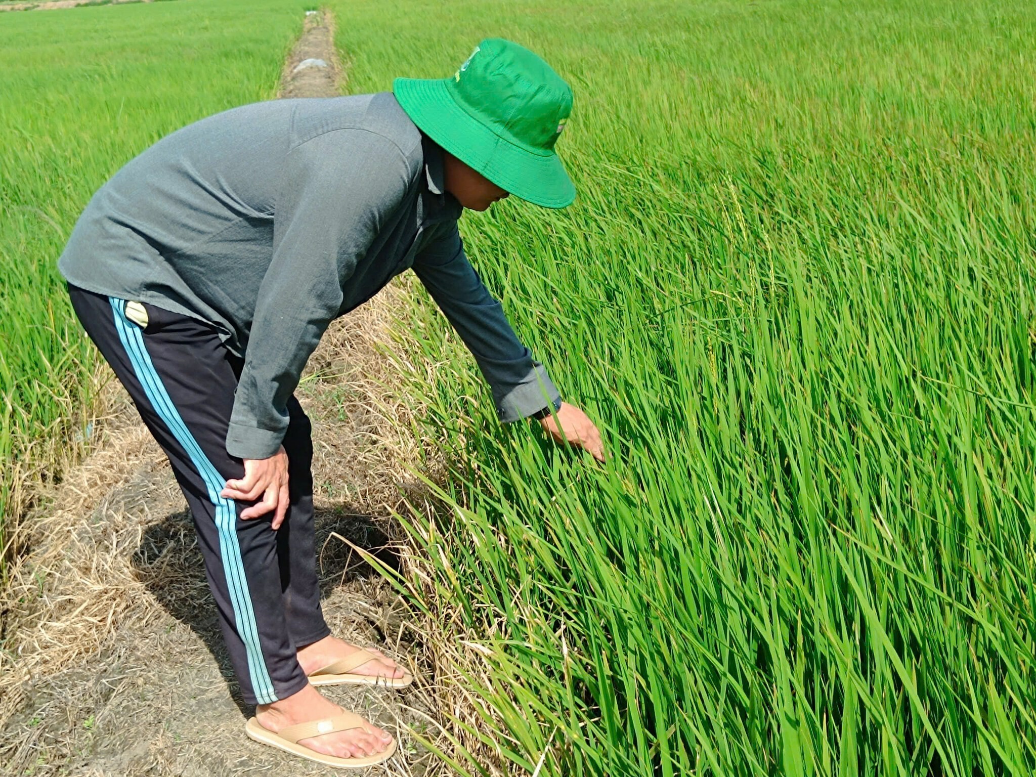 SINH HỌC NÔNG NGHIỆP HAI LÚA VÀNG 6