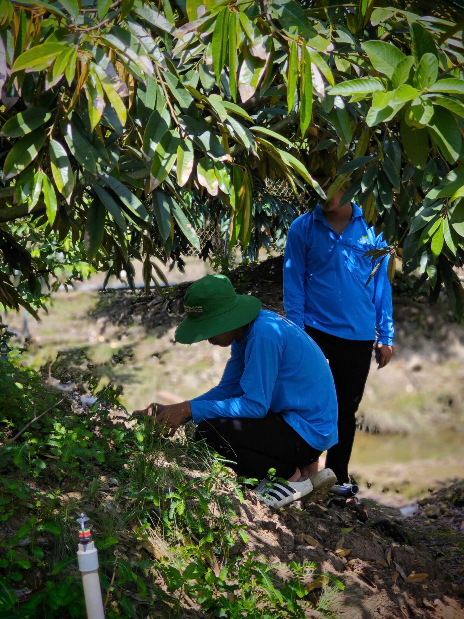 SINH HỌC NÔNG NGHIỆP HAI LÚA VÀNG 8