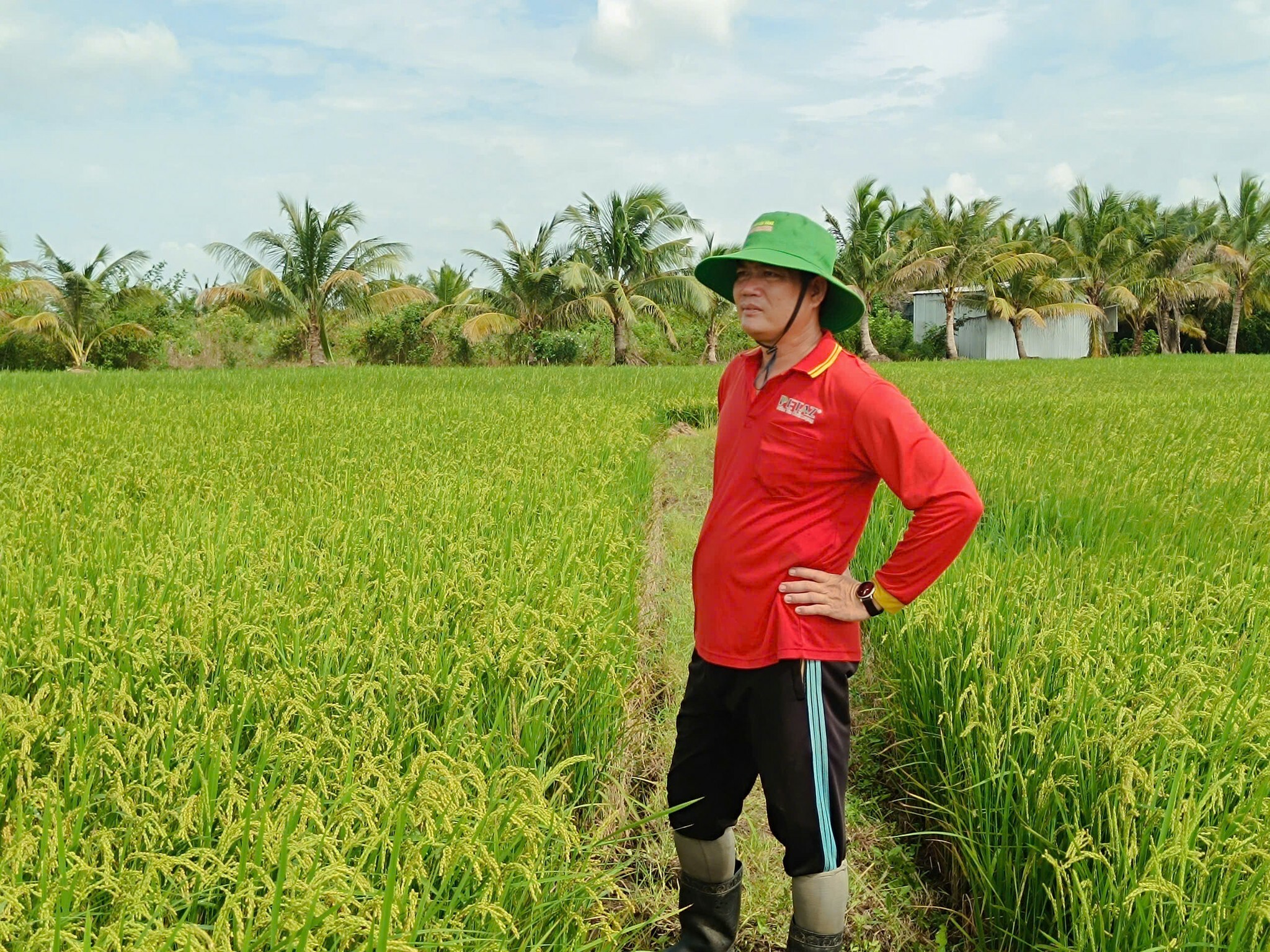 SINH HỌC NÔNG NGHIỆP HAI LÚA VÀNG 10