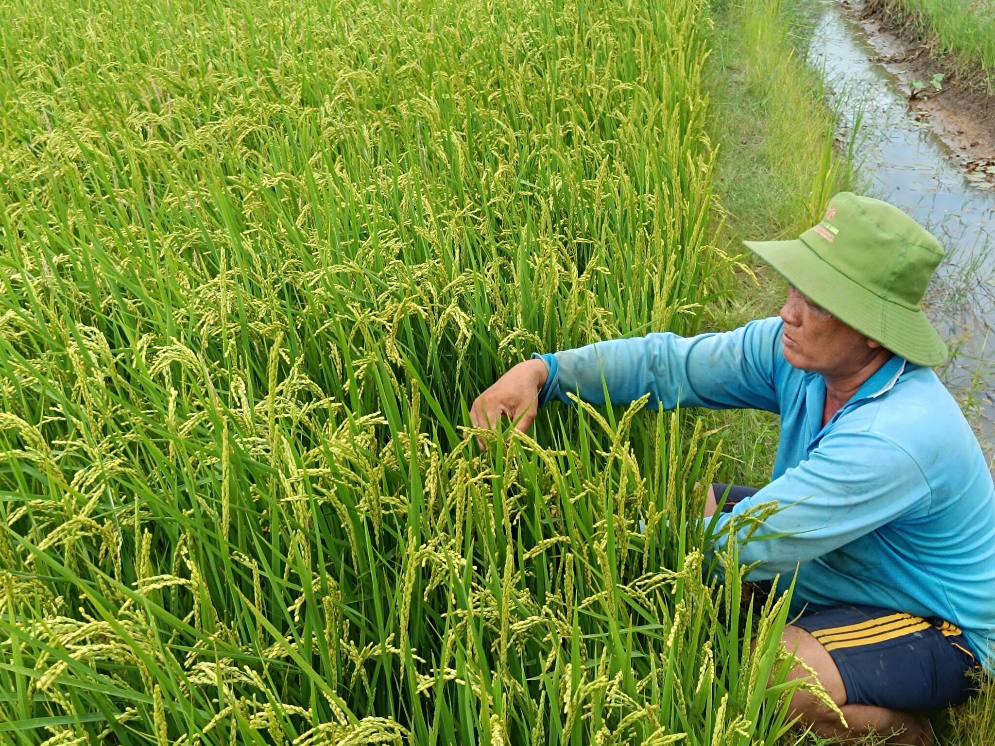 SINH HỌC NÔNG NGHIỆP HAI LÚA VÀNG 9