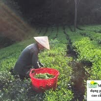 Đầu Tư Và Phát Triển Vinaf 2