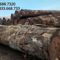 Gỗ Xuân Hạnh 10