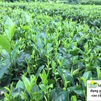 Đầu Tư Và Phát Triển Vinaf 3