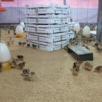 Giống Gia Cầm Lượng Huệ 3