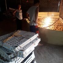 Giống Gia Cầm Lượng Huệ 2