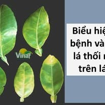 Đầu Tư Và Phát Triển Vinaf 5
