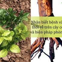Đầu Tư Và Phát Triển Vinaf 4