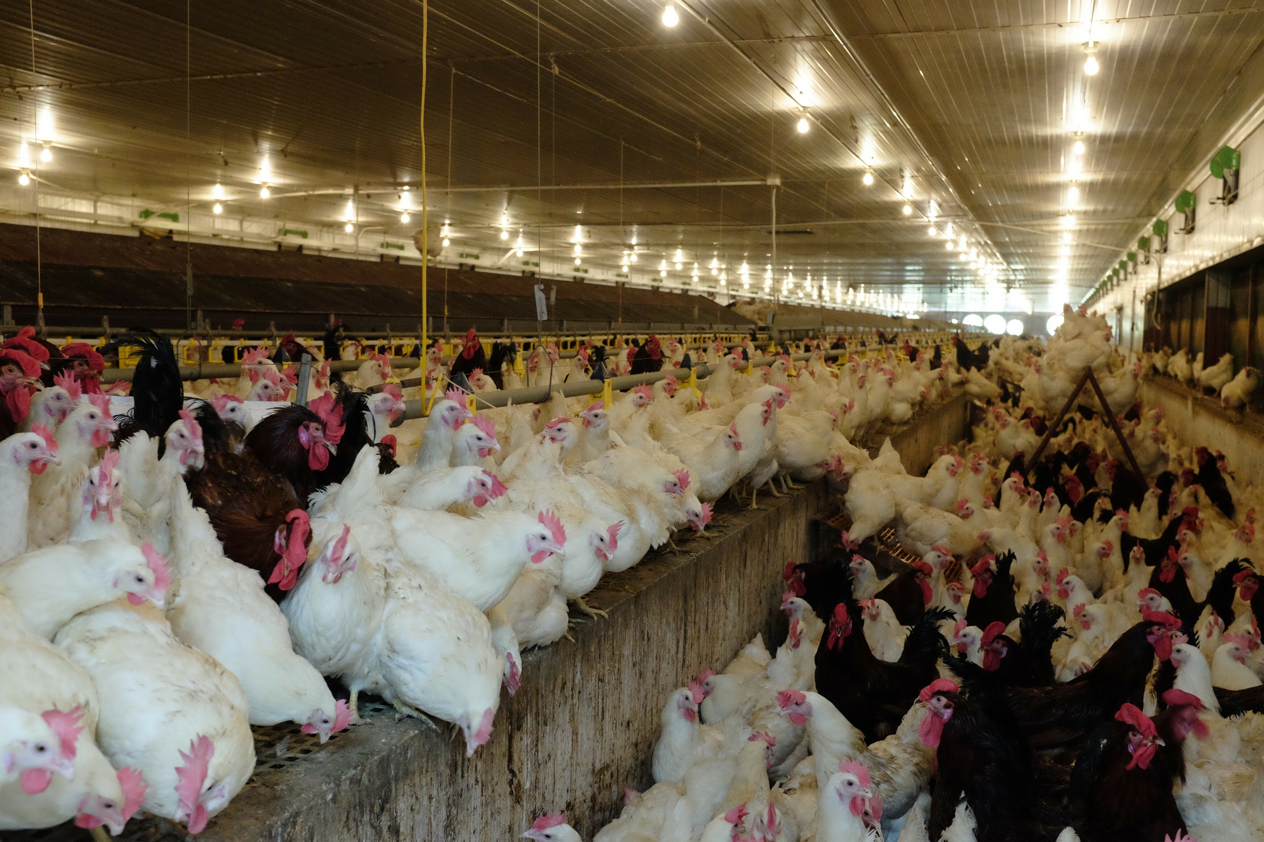 Thức Ăn Chăn Nuôi Hòa Phát 1