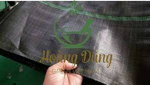 Hoàng Dũng Green Việt Nam 11
