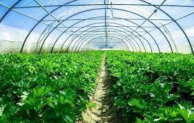 Hoàng Dũng Green Việt Nam 10