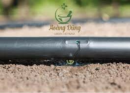 Hoàng Dũng Green Việt Nam 9