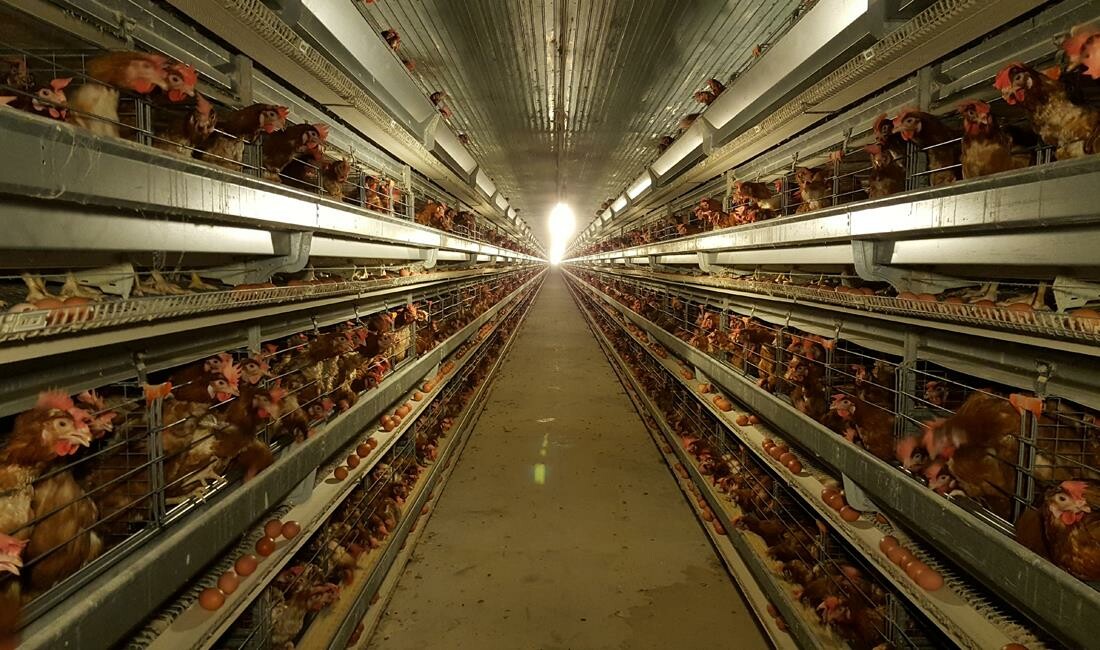 Chăn Nuôi Thanh Dương 11