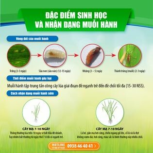 Map Pacific Singapore 10