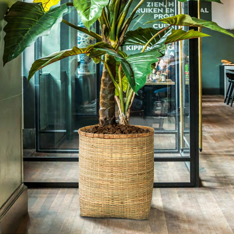 An Cơ Bình Dương 10