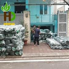 Hoàng Dũng Green Việt Nam 5