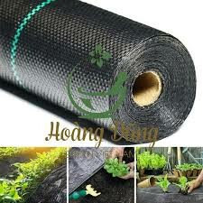 Hoàng Dũng Green Việt Nam 4
