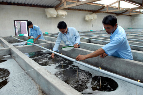 THỦY SẢN VIỆT MỸ 4