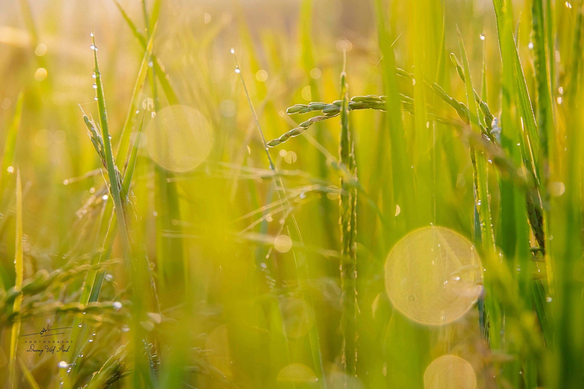 Bảo Vệ Thực Vật Thảo Điền 13