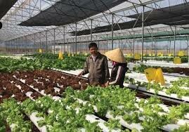 Công Nghệ Xanh Việt Nam 11