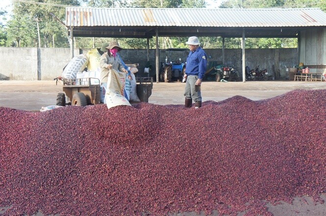 Công Ty Cổ Phần Cà Phê Thắng Lợi Coffee 5