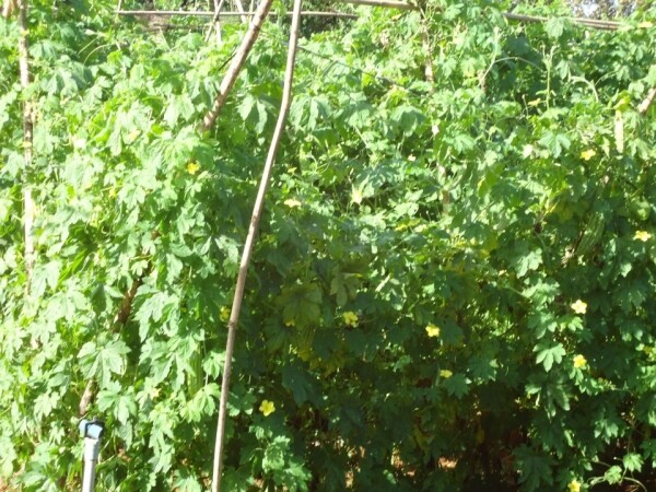 Thực Phẩm An Vạn Thịnh 10