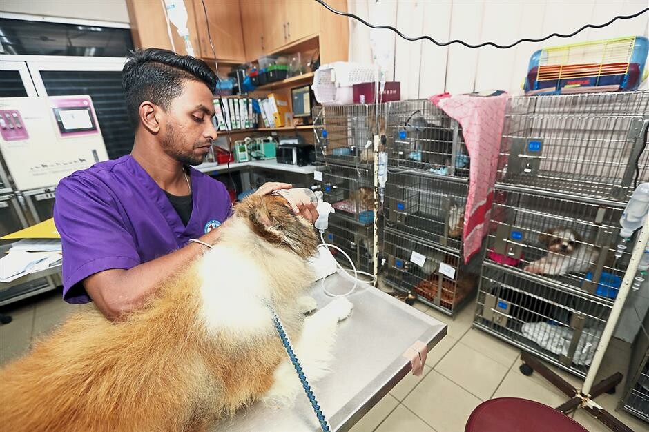 Animal Doctors International Việt Nam 2