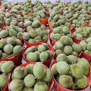 Công ty Trái Cây Thủy 帝 1