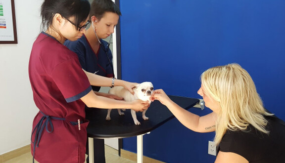 Animal Doctors International Việt Nam 5