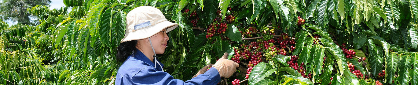 Công Ty Cổ Phần Cà Phê Thắng Lợi Coffee 10