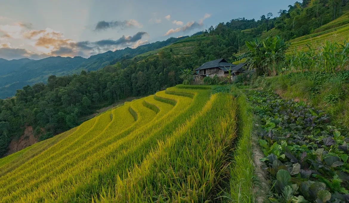 World Vision Vietnam 1