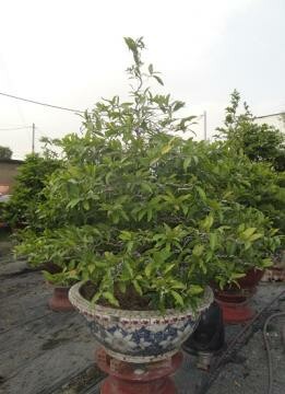 Thế Giới Cảnh Quan Xanh 10