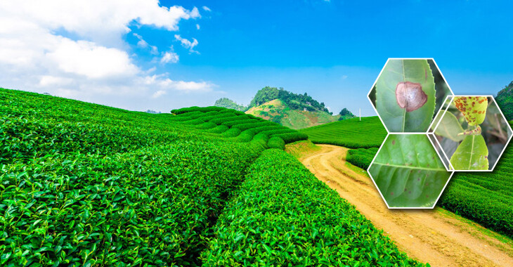 Thuốc bảo vệ thực vật Việt Trung 6