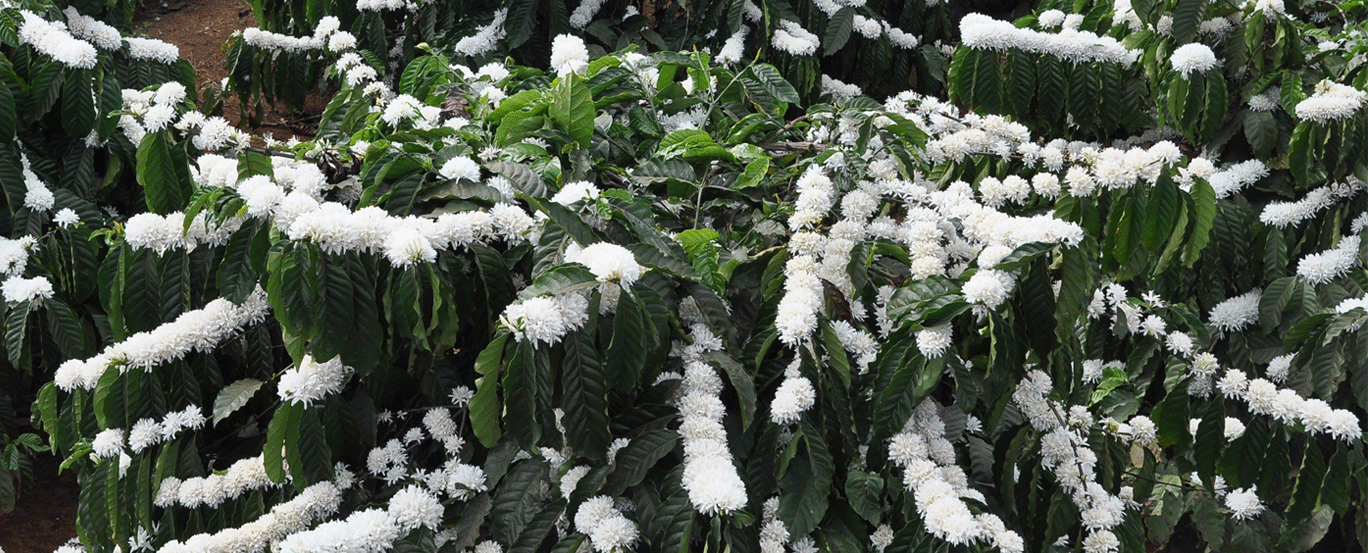 Công Ty Cổ Phần Cà Phê Thắng Lợi Coffee 9