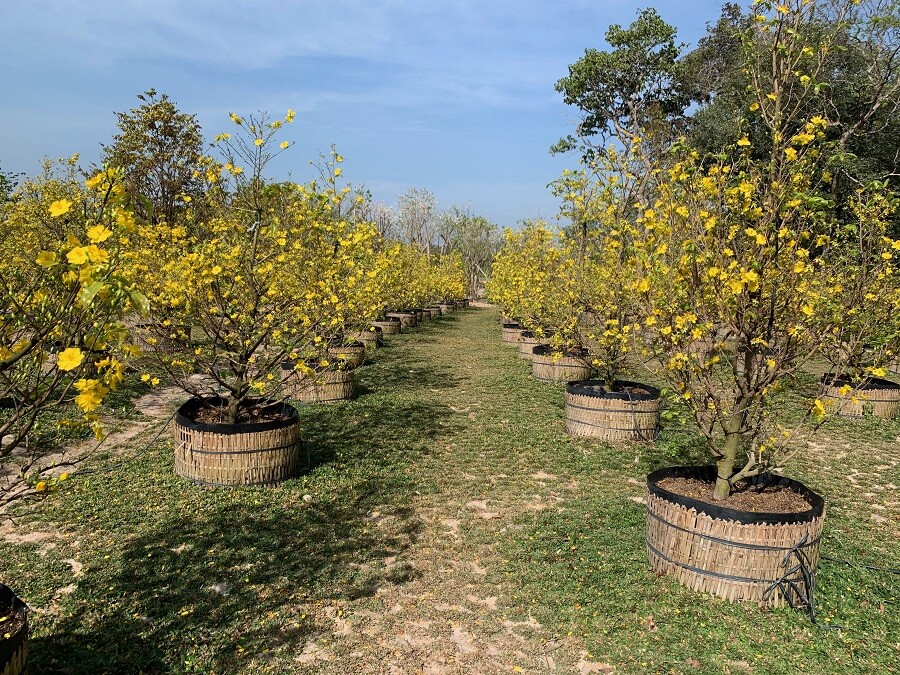 Thế Giới Cảnh Quan Xanh 2