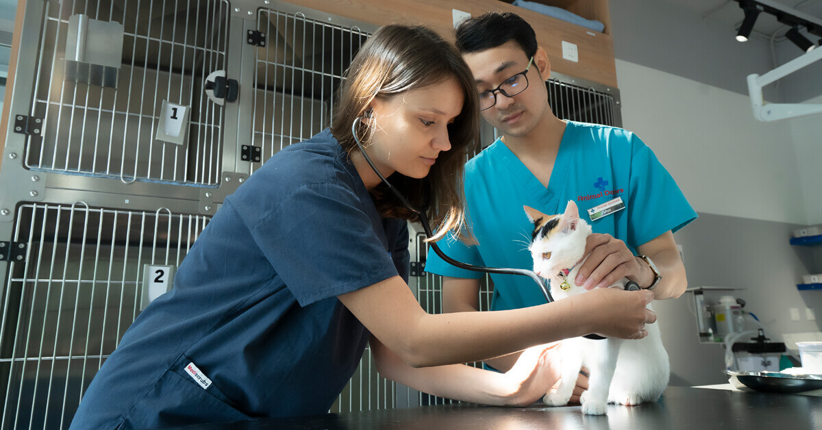 Animal Doctors International Việt Nam 6