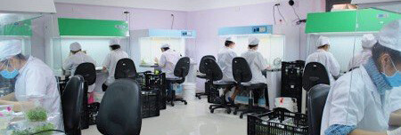 CÔNG TY CÂY GIỐNG CAO NGUYÊN HIVICO 4